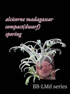 alcicorne madagascar compact(dwarf) spore BB-LMd series 【just platycerium】ビカクシダ