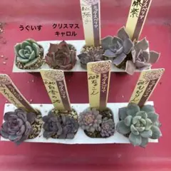 349.多肉植物＊おらいさん苗8種【根付き苗】【速達】ミックスベリア