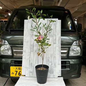 ハケア　ラウリナ　6号　②鉢底から約　101cm 11月1日撮影現品　豊中市より出品　同梱発送歓迎