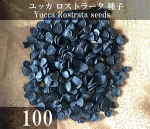 ユッカ ロストラータ 種子 100粒+α Yucca Rostrata 100 seeds+α 種