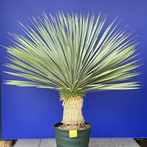 しっかり発根　元気いっぱい　ユッカロストラータ　国内栽培品(黄色シール) Yucca rostrata 180サイズ　　　　