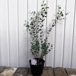 複数出品【ユーカリ・ウェブステリアナ＊Eucalyptus websteriana＊ハートリーフ】4.5号