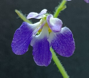 セントポーリア　　テューンズ　ツーカラービー　開花株