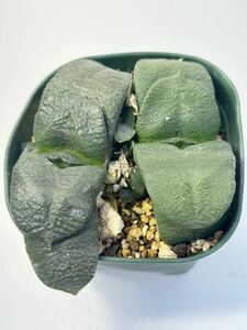 Gasteria armstrongii ガステリア アームストロンギー 臥牛 実生2株セット 群生子株付き 抜き苗は送料込 酒井臥牛 選抜株 ザラ肌 開花株