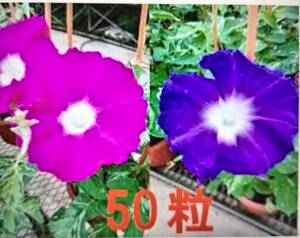 アサガオの種　50粒　日本アサガオ30粒　西洋アサガオ20粒　ミックス　合計50粒　朝顔　あさがお　種　紫　薄紫　赤紫　3セットあります