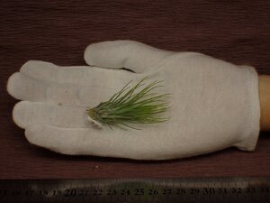 Tillandsia andreana x T.funckiana チランジア・アンドレアナxフンキアナ 403■エアプランツDF