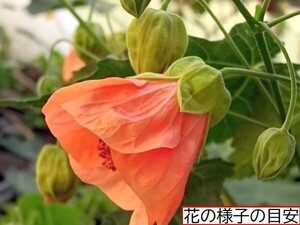 【花の館オリジナルアブチロン】　オレンジベル　苗