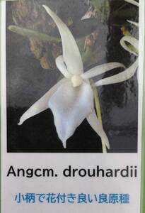 【北軽ガーデン】＊熱帯植物＊Angraecum drouhardii＊洋ラン原種＊アングレカム　ドローハルディー＊極小型種＊マダガスカル島原産＊