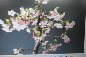 河津桜　一番早く咲く桜