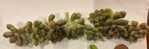 多肉植物：ミリナエ　切り苗