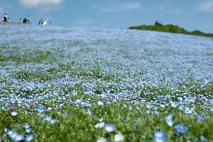 3031　風景写真 L/2Lサイズ 当方オリジナル撮影フリー写真