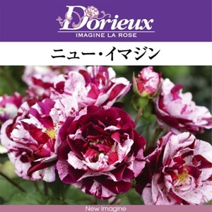 送料無料　ニュー イマジン　新苗4号鉢　　鉢植え バラ 薔薇 ドリュ フレンチローズ