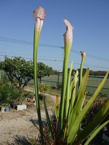 食虫植物サラセニアleucophylla L20A