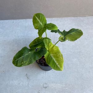 シンゴニウム ウェンドランディ 斑入 Syngonium wendlandii variegated E59