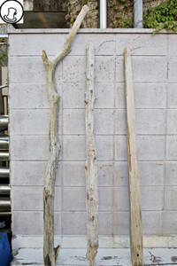 SEASIDEinterior☆流木の3本セット,Cool driftwood for decorating 17