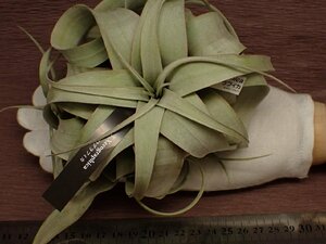 Tillandsia xerographica チランジア・キセログラフィカ 268★エアプランツEP