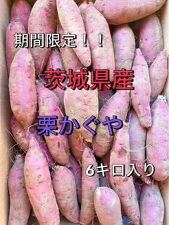 ⭐︎農家直送⭐︎数量限定⭐︎茨城県産　栗かぐや 箱込み６キロ　土付き