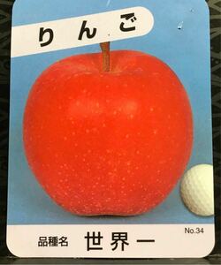 世界一 大実 リンゴ 接木苗木