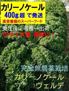 【送料無料】カリーノケール(ヴェルデ／緑)　完全無農薬　イタリア野菜　400gオーバー　農家直送