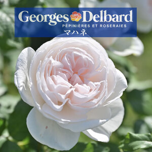 送料無料　マハネ　新苗4号鉢　　鉢植え バラ 薔薇 デルバール フレンチローズ