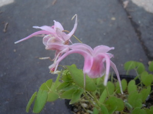 山野草◆イカリソウ　赤城桜◆