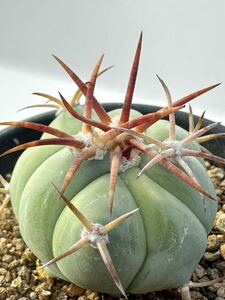 Echinocactus horizonthalonius FN付 輸入種子 実生選別株 エキノカクタス ホリゾタロニアス 翠平丸 大平丸 雷帝 花王丸 送料込 白肌