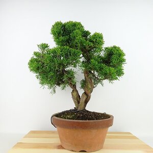 盆栽 真柏 樹高 約32cm しんぱく Juniperus chinensis シンパク シャリ ヒノキ科 常緑樹 観賞用 現品