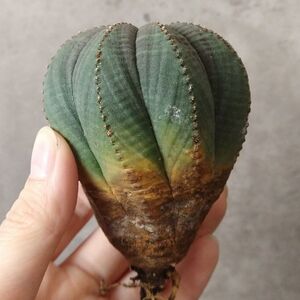 【B6786】★超巨大7cm株！！【SS級！極上特選大株！！】ユーフォルビア オベサ Euphorbia obesa ( 検索 アガベ 多肉植物 )