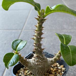 パキポディウム ウィンゾリー 実生 Pachypodium windsorii 多肉植物 塊根植物 コーデックス ブレビカウレ グラキリス バロニー 恵比寿大黒