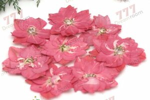 送料無料☆本物 押し花素材 ハンドメイド 花材 DR145K 押し花　千鳥草　ピンク