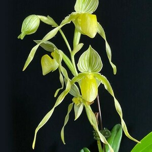 Y239「M」Paphiopedilum philippinense var. alba × sib (台湾株)【洋蘭原種・パフィオペディルム (Paph.)・フィリピネンセ・アルバ】