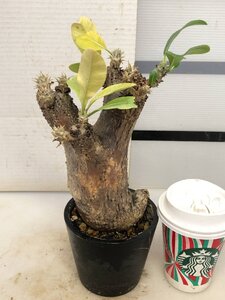 5209 「塊根植物」パキポディウム エニグマティクム 植え【発根・Pachypodium enigmaticum・多肉植物】