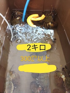 モクズカニオス約300㌘以上2キロ