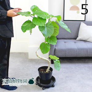 【現品】フィカス・ウンベラータ 曲がり 7号 黒鉢（5）Ficus umbellata