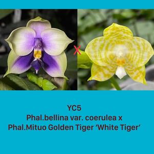 (^。 ^)(432) Phal. (bellina coerulea x Mituo Golden Tiger 