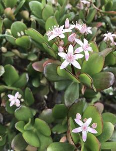 多肉植物 ☆金の成る木☆カット苗☆2カット☆可愛い花も咲きます☆☆