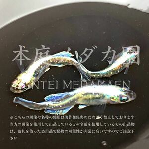 卵２０＋補償分 「プラチナ星河」メダカの卵