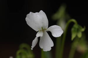 山野草　高山植物　スミレ（初雪）の種子　20粒　今年度採取