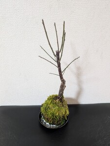 梅の苔玉（ピンク）小石お皿付き