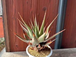 12. アロエ　ブローミー　ブルーミー　aloe broomii 実生