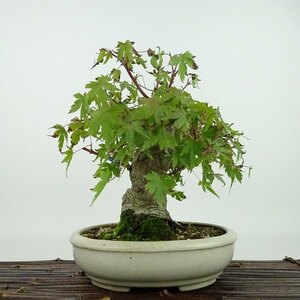 盆栽 紅葉 樹高 約18cm もみじ Acer palmatum モミジ カエデ科 落葉樹 観賞用 小品 現品