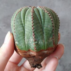 【B6859】★超巨大6cm株！！【SS級！極上特選大株！！】ユーフォルビア オベサ Euphorbia obesa ( 検索 アガベ 多肉植物 )