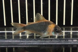 【淡水魚】コリドラス スーパーエクエス アノリ産 ワイルド【１匹】(±4-5cm)(コリドラス)