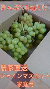 １円スタート！！【訳あり品　家庭用５ｋｇ】　山梨県産　シャインマスカット