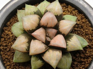 ■[W089]Desert waves×Cosmic rays　実生　未繁殖【多肉植物　Haworthia　ハオルチア　ハオルシア】