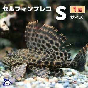 セルフィンプレコ　Sサイズ　約5-10cm ※雄雌のご指定不可