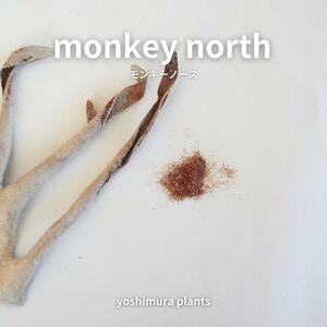 [胞子] monkey north モンキーノース　ビカクシダ