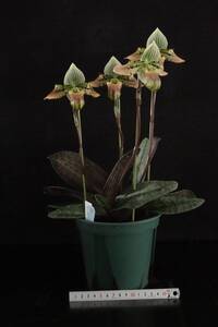 年末の特価スタート！大株一点物 5輪蕾付き Paph venustum 原種 パフィオ 地生蘭 洋蘭