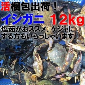 「生出荷！食用イシガニ 石蟹１２kg」 活状態での梱包 目安120杯 送料無料 蟹 カニ　松島牡蠣屋 宮城県産