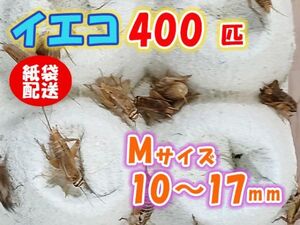 ヨーロッパイエコオロギ イエコ Mサイズ 10mm～15mm 紙袋配送 400匹 生餌 死着保証10% 爬虫類 両生類 トカゲ カエル [3703:gopwx]